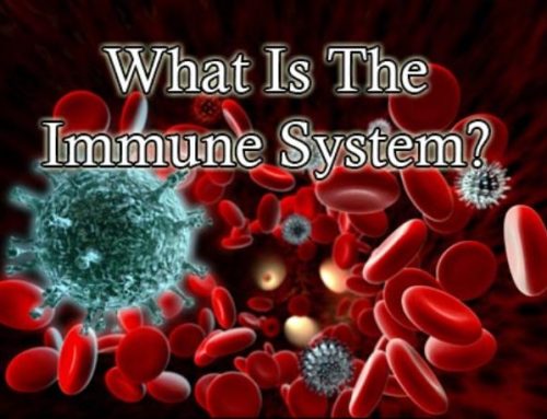 Zbuloni si të rigjeneroni sistemin imunitar 