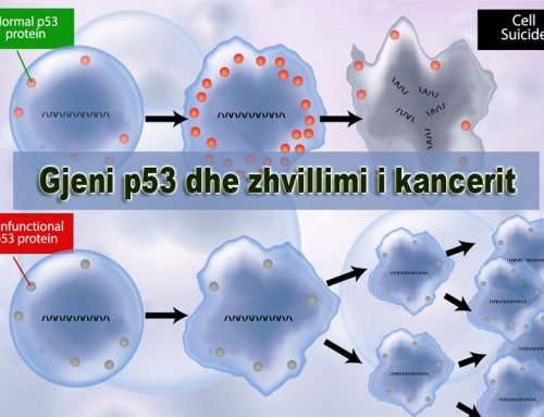 Gjeni p53 dhe zhvillimi i Kancerit