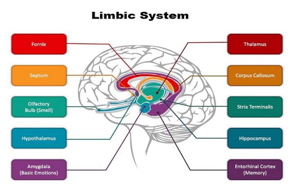 what-is-the-limbic-system-arabic-herbal-medicine