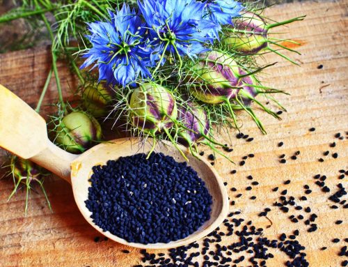 Një rishikim mbi potencialin terapeutik të Nigella Sativas – Fara e zezë – bimës mrekulli