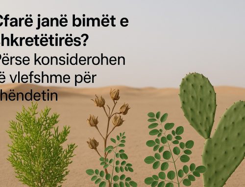 Çfarë janë bimët e shkretëtirës? Çfarë potenciali kurativ dhe shëndetësor zotërojnë?